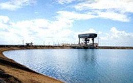 Cá ăn thịt xuất hiện ở hồ Trị An